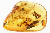 Fossil Ant Swarm, Hairy Beetle Larva, and Caddisfly in Baltic Amber #346404-2